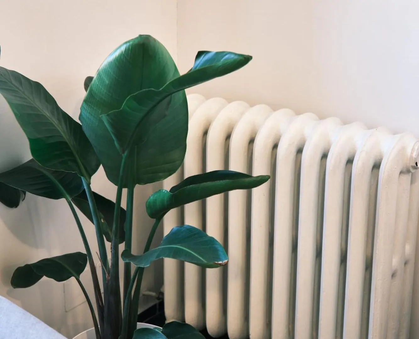 Apartment Carolina Trastevere House Rome